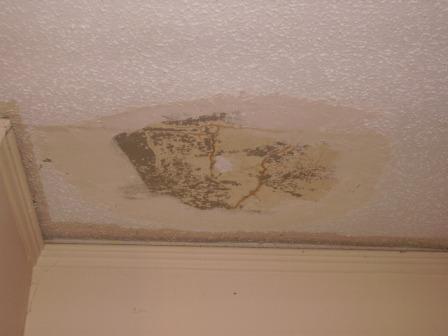 Celing Repair